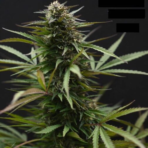 photo of Sky Blue Durban flower cola with purplish fan leaves bred by Vagabond Seeds