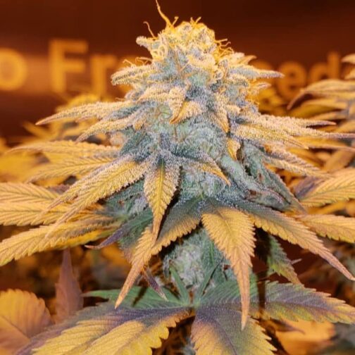 photo of Ego Free OG in full flower with frost all over the cone-shaped flowers bred by Ego Free Seeds