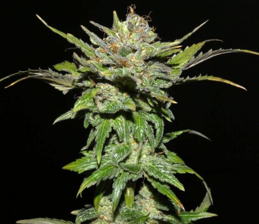 photo of Shebergan Afghani Hashplant with leafy buds covered in sticky frosty trichomes bred & stabilized by Khalifa Genetics