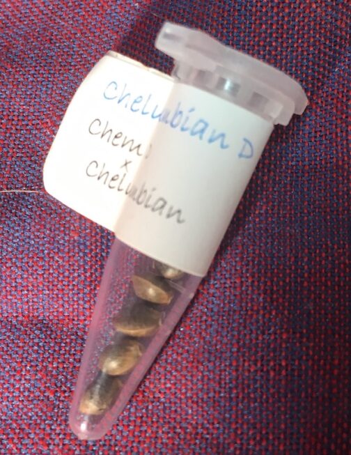 closeup photo of small seed vial with white plastic cap and pointy clear end showing nice tigerstriped cannabis seeds inside and a label saying Chelumbian D bred by Norstar Genetics