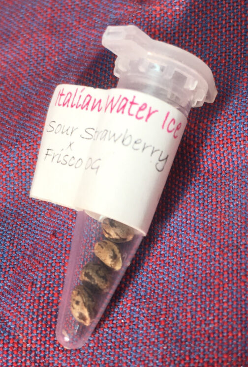 closeup photo of small seed vial with white plastic cap and pointy clear end showing nice tigerstriped cannabis seeds inside and a label saying Italian Water Ice bred by Norstar Genetics