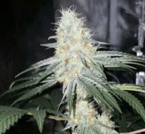 photo of huge frosty white cola flower of Baby Yoda autoflower cannabis strain The Force Is Strong With This One ~ biodynamically bred by Borealis Botanica