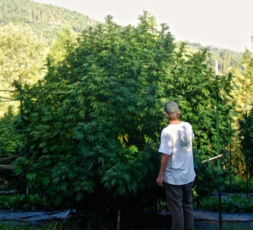 outdoor photo of giant bushy Monster Mash cannabis plant reaching for the sky, twice as tall as the guy w/ ball-cap standing in front of the giant cannabis bush ogling at its impressive stature bred by Vagabond Seeds