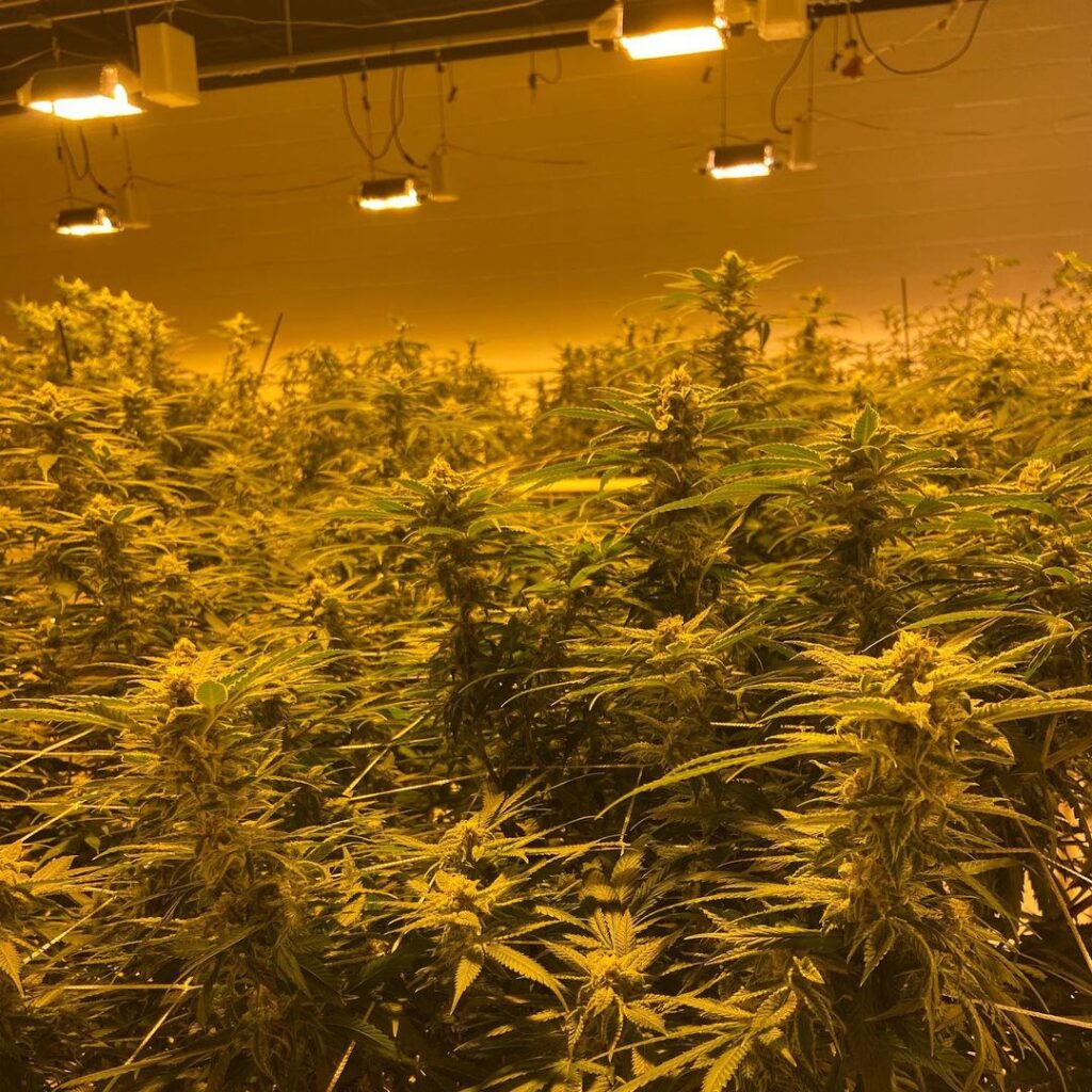photo of grow warehouse with HPS lights & full-on SCROG'ed flower field