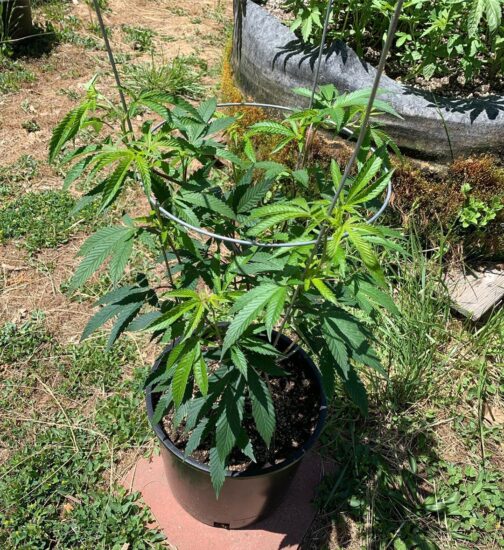 outdoor photo of young Skullbucket cannabis plant in veg, 3-gallon pot with trellis wire in bright sunlight out in the cannabis yard