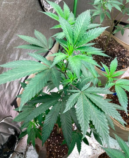 photo of Mac Mafia baby cannabis plant bred by Olympia Genetics