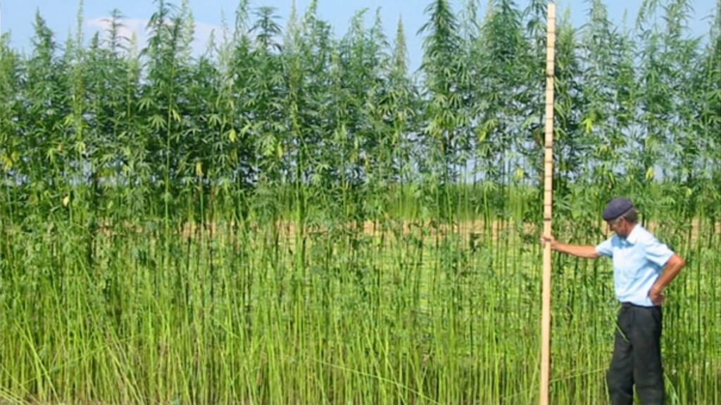 photo of man standing with measuring pole in field of hemp that's towering over him (hemp is twice as tall as the man who's wearing a blue shirt and jaunty cap)