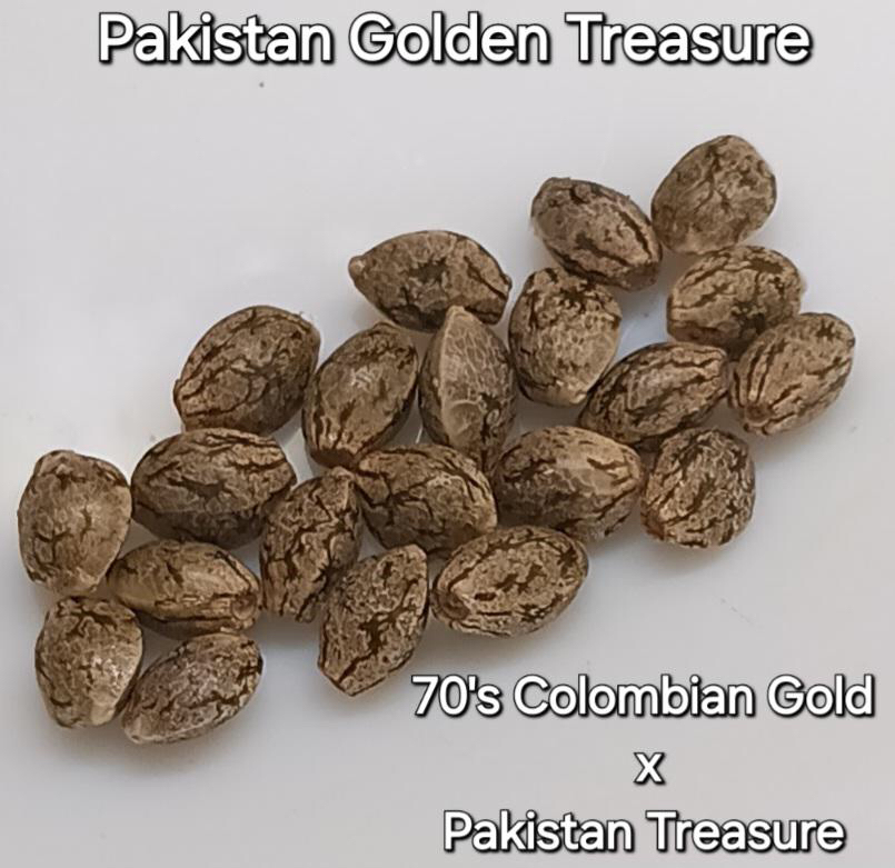 Pakistan Golden Treasure