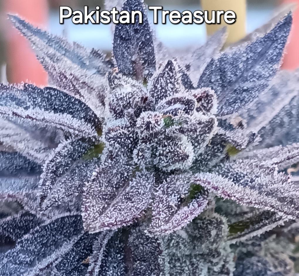 Pakistan Treasure (pheno #3)