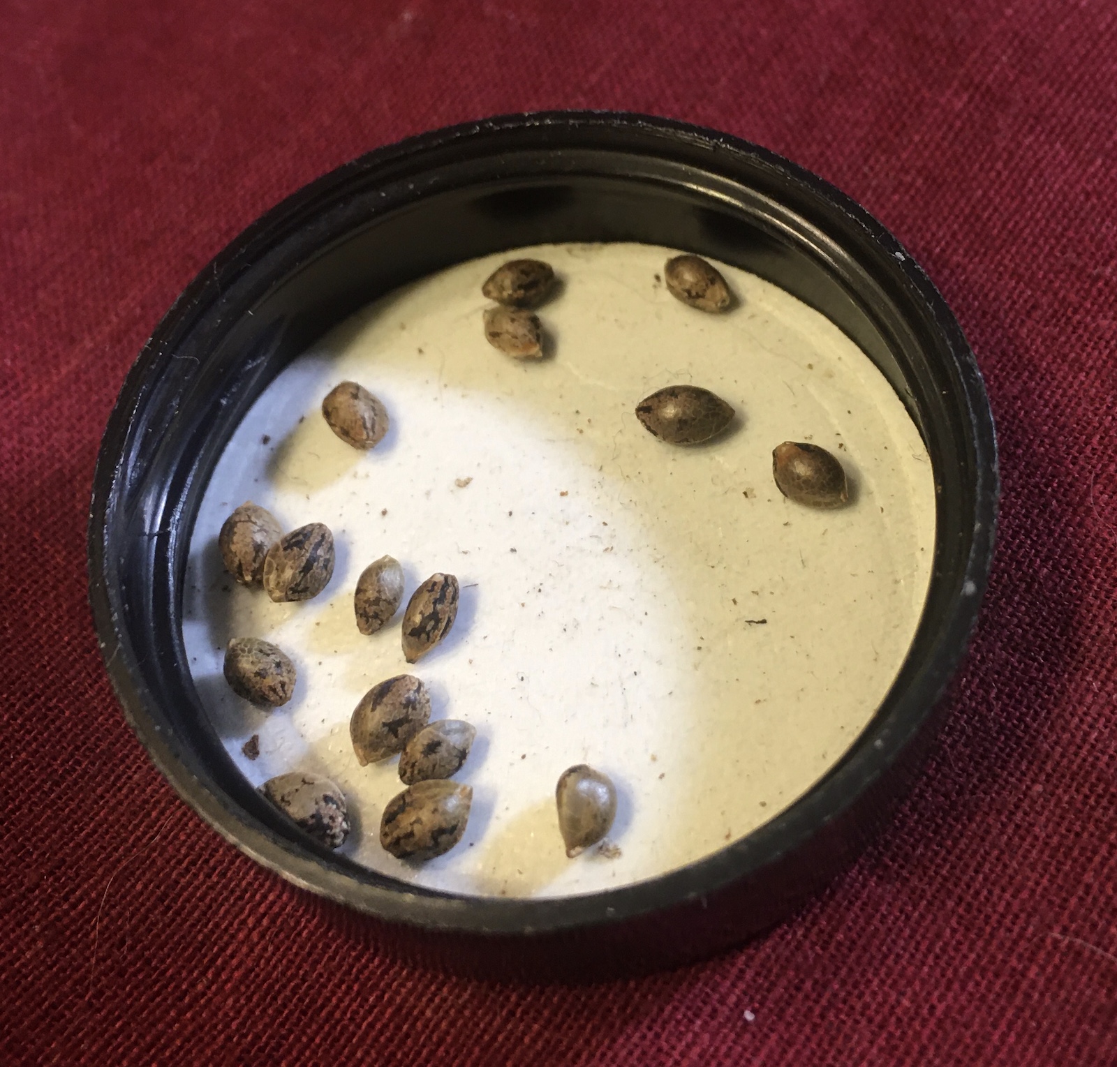 Carbon Fiber x Red Velvet