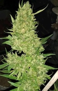 Kentucky Red Hair Skunk IBL