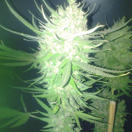 Larry OG x Mexican Red Hair