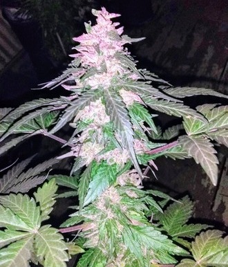 Purple Pain Killer IBL