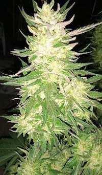 Rosetta Stone x Kashmir