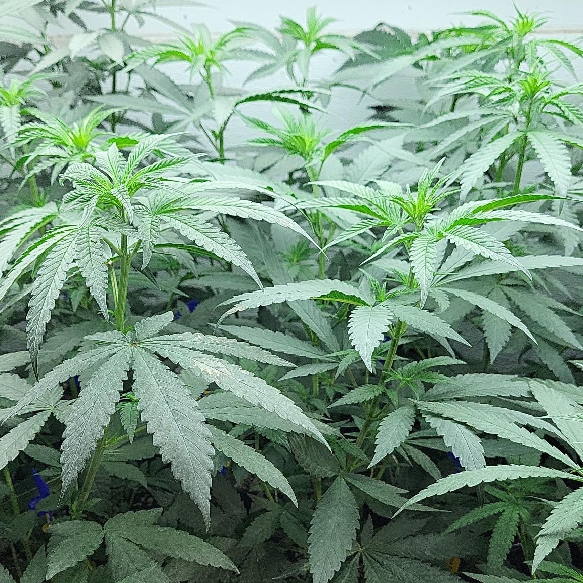 Slazerbeam x Red Velvet