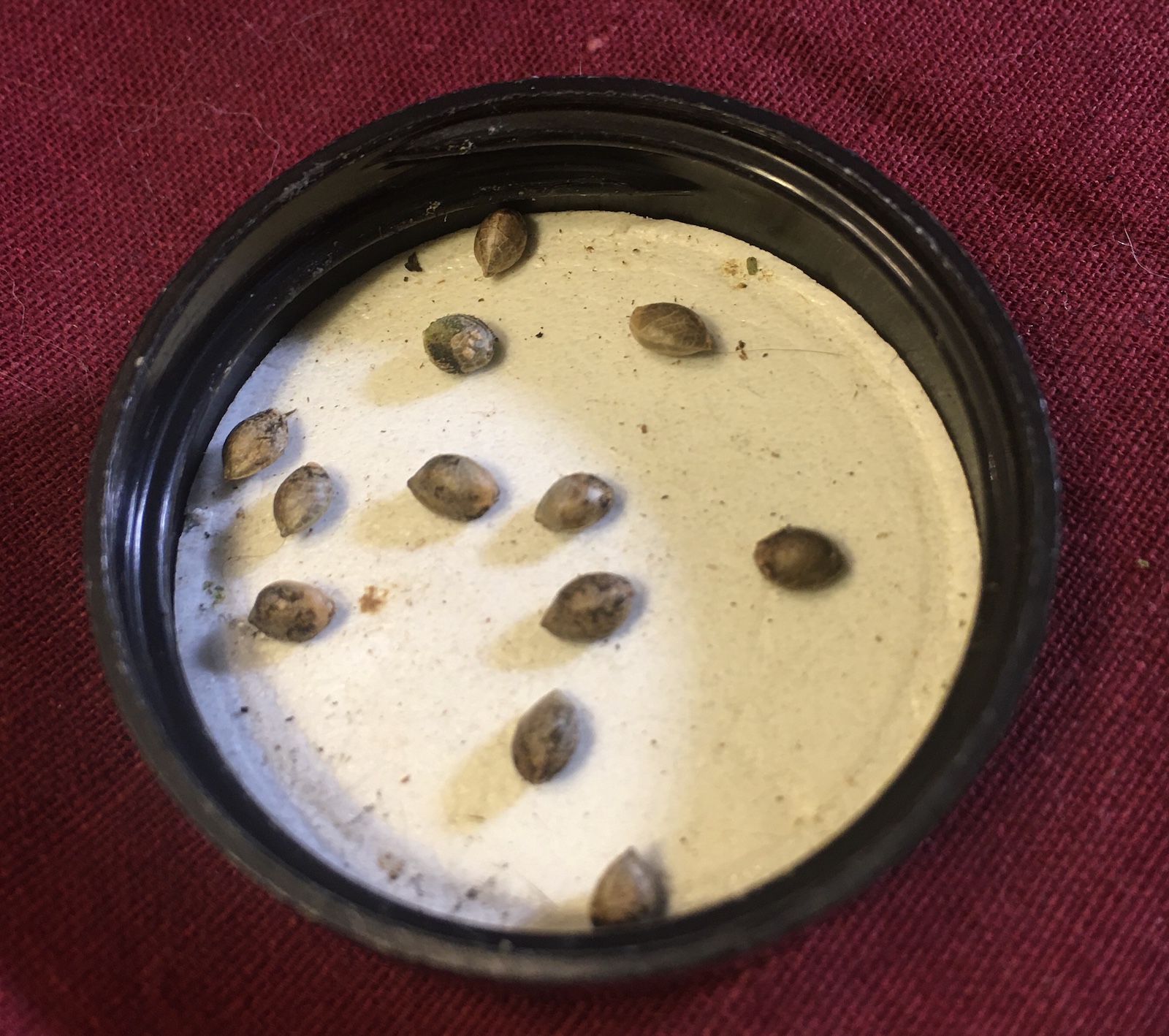 White Runtz x Red Velvet